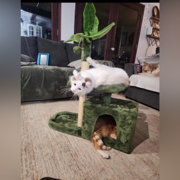 new  Pet Carrier & Cat Tree house bed.  firm price - Picture 6 of 12